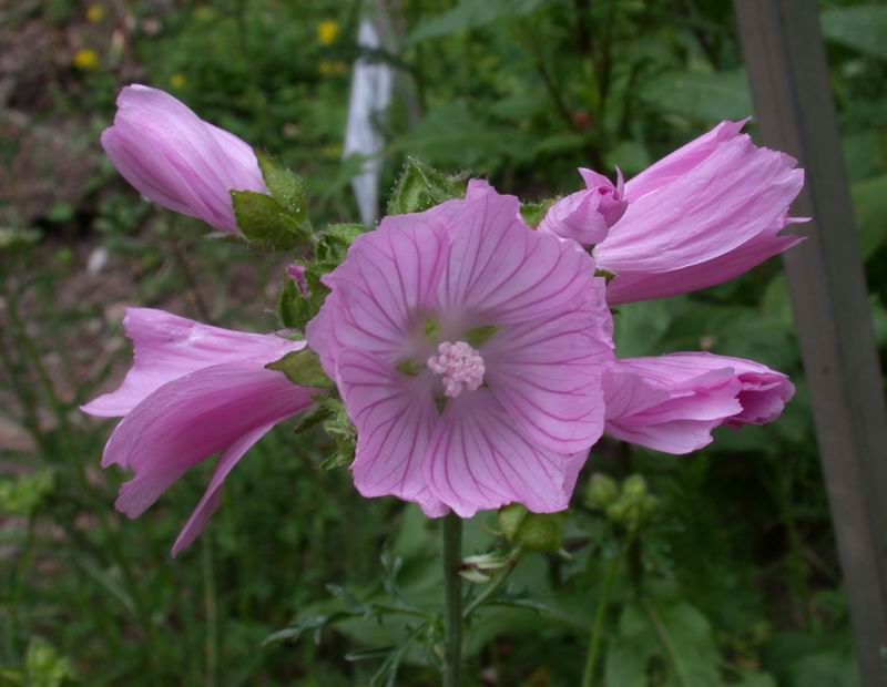 Malva moschata / Malva moscata